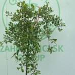 Vŕba rakytová (Salix caprea) ´KILMARNOCK´ - výška 170-180 cm, kont. C3L - NA KMIENKU